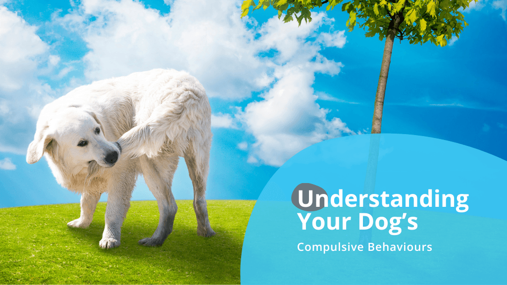 Understanding Your Dog’s Compulsive Behaviours Understanding Your Dog’s Compulsive Behaviours
